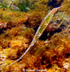 like seagrass--seahorse..Sealife DC 1000 by Richard Campbell 